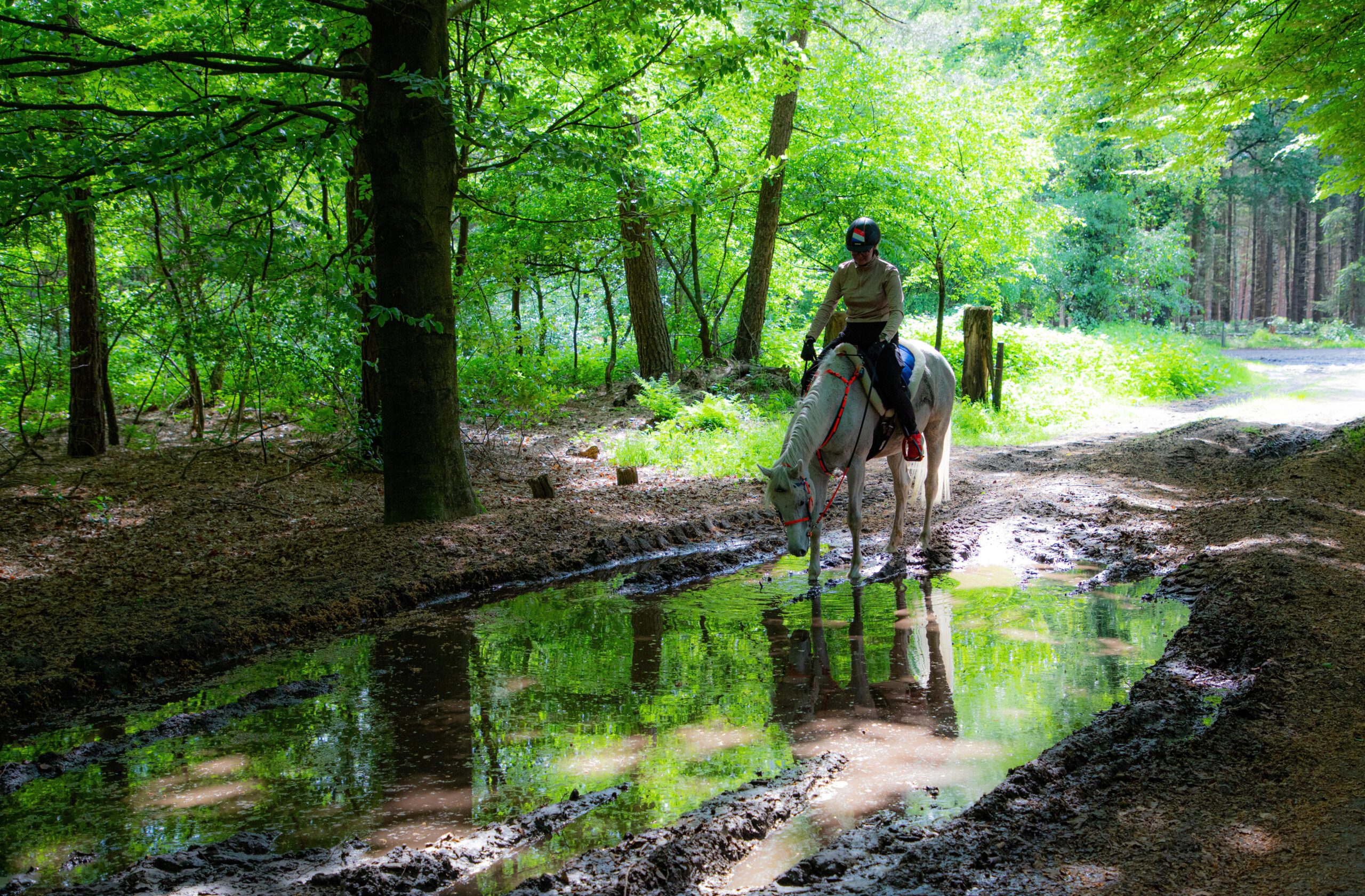drinken uit plas drinken uit plas